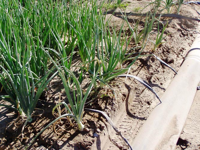 MicroIrrigationPhoto_360