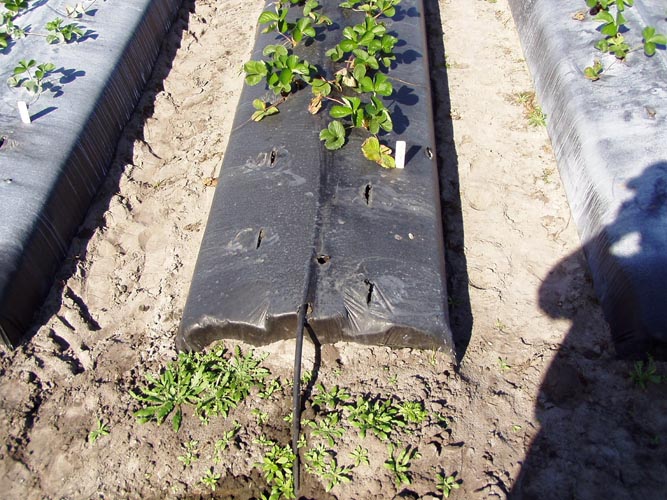 MicroIrrigationPhoto_362