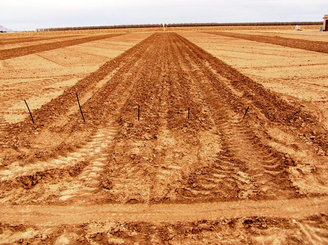 MicroIrrigationPhoto_364