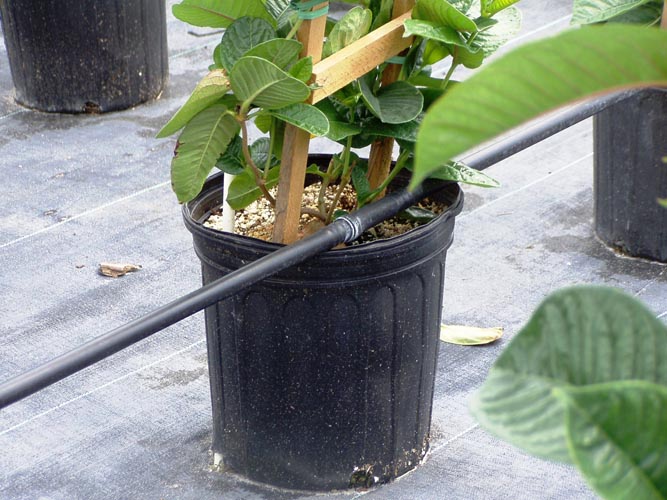 MicroIrrigationPhoto_373