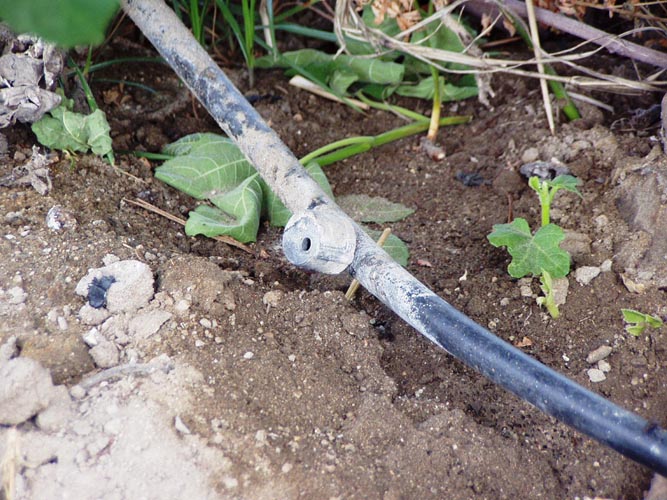 MicroIrrigationPhoto_375