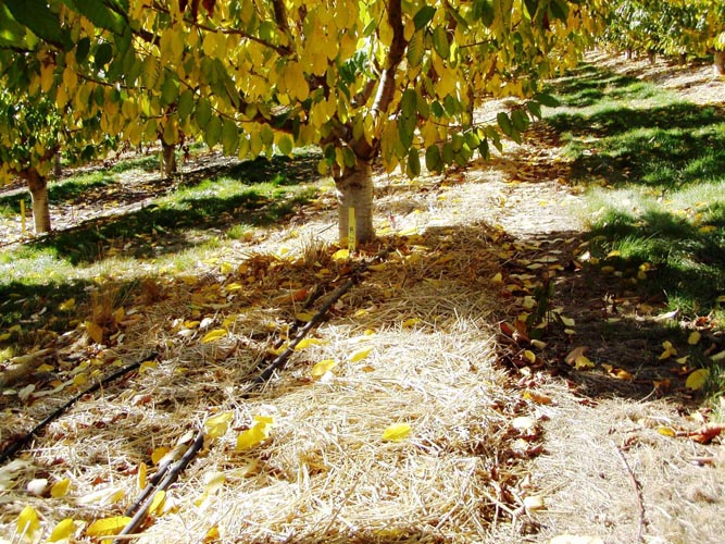 MicroIrrigationPhoto_376