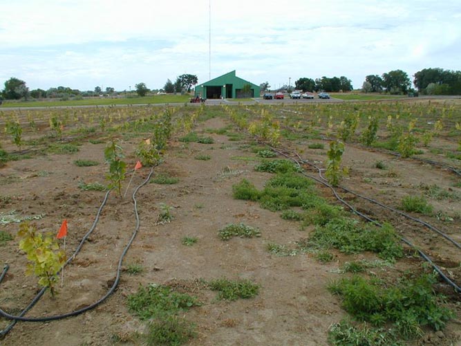 MicroIrrigationPhoto_378