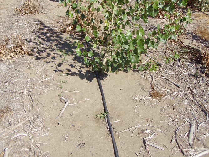 MicroIrrigationPhoto_379