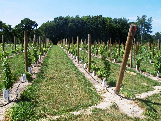 MicroIrrigationPhoto_380