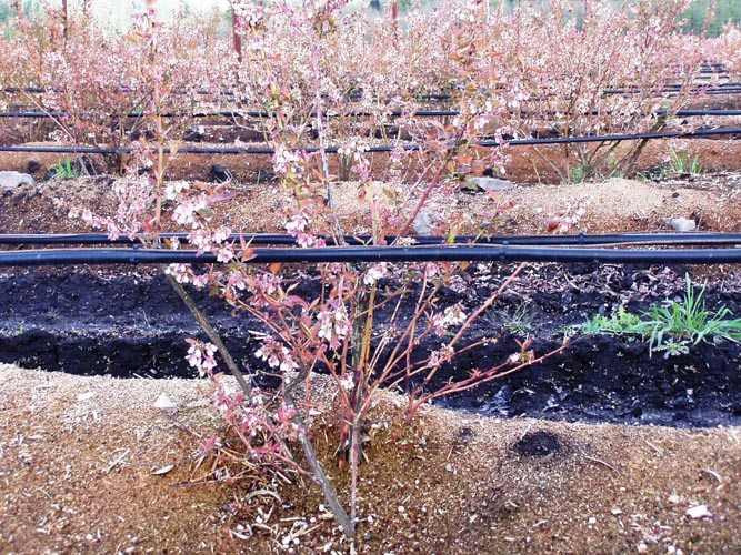 MicroIrrigationPhoto_382