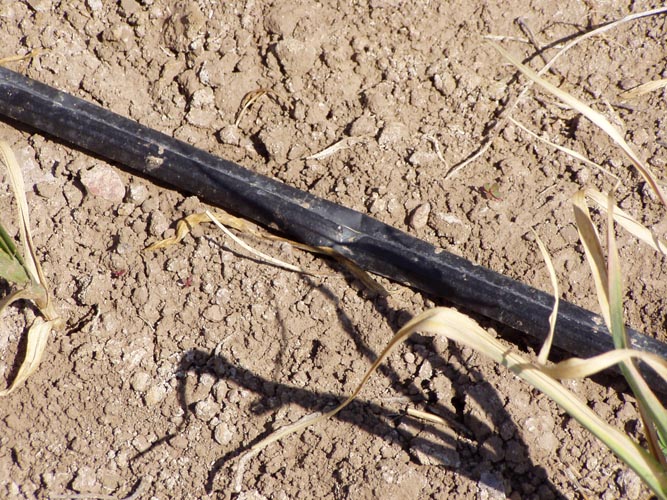 MicroIrrigationPhoto_383