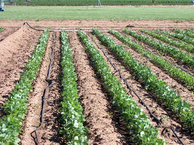 MicroIrrigationPhoto_385