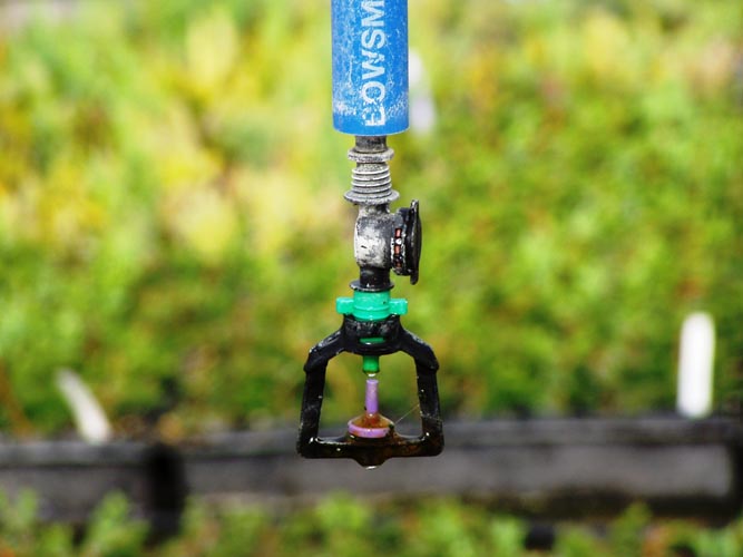 MicroIrrigationPhoto_388