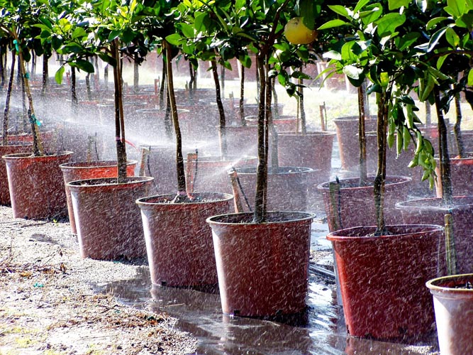 MicroIrrigationPhoto_389