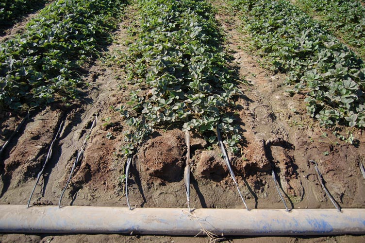 MicroIrrigationPhoto_404