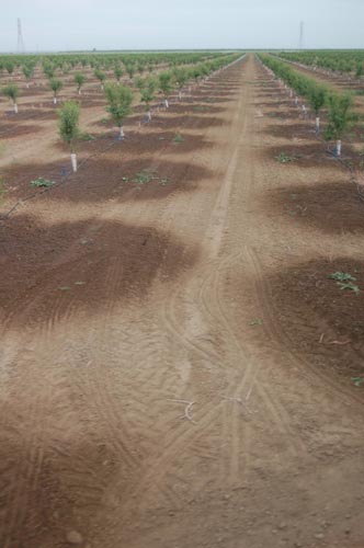 MicroIrrigationPhoto_407