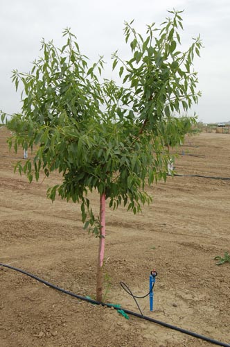 MicroIrrigationPhoto_409