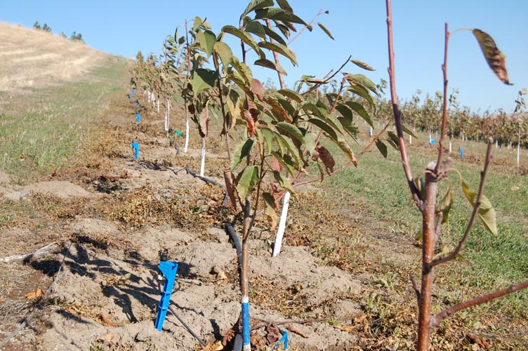 MicroIrrigationPhoto_417