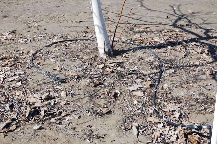 MicroIrrigationPhoto_420