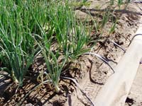 MicroIrrigationPhoto_360