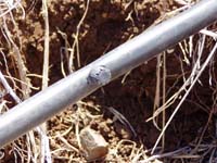 MicroIrrigationPhoto_361