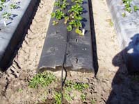MicroIrrigationPhoto_362