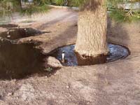 MicroIrrigationPhoto_363