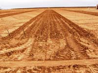 MicroIrrigationPhoto_364