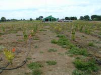 MicroIrrigationPhoto_378