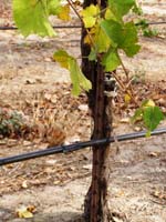 MicroIrrigationPhoto_381