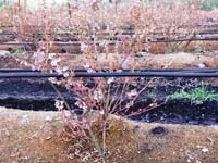 MicroIrrigationPhoto_382