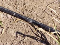 MicroIrrigationPhoto_383