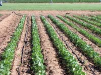 MicroIrrigationPhoto_385