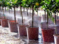 MicroIrrigationPhoto_389