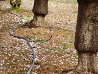 MicroIrrigationPhoto_390