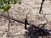 MicroIrrigationPhoto_392