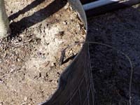 MicroIrrigationPhoto_396