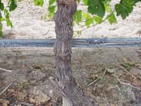 MicroIrrigationPhoto_402