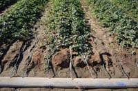 MicroIrrigationPhoto_404
