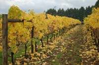 MicroIrrigationPhoto_406