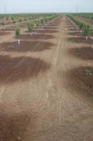 MicroIrrigationPhoto_407