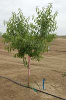 MicroIrrigationPhoto_409