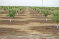 MicroIrrigationPhoto_412