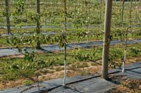 MicroIrrigationPhoto_413