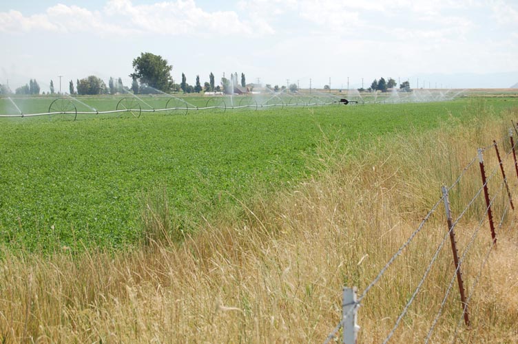 MiscIrrigationPhoto_264