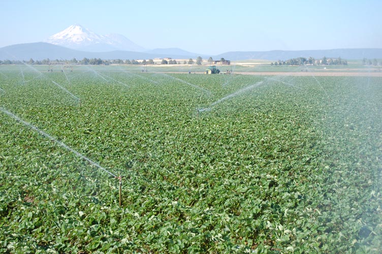 MiscIrrigationPhoto_270