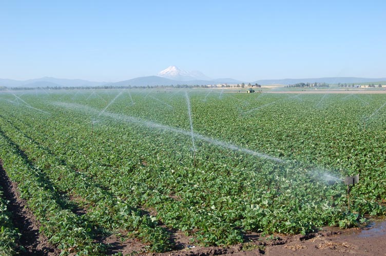 MiscIrrigationPhoto_271