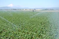 MiscIrrigationPhoto_270