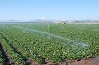 MiscIrrigationPhoto_271