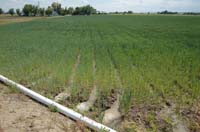 MiscIrrigationPhoto_301