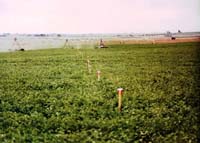 CenterPivotPhoto_004