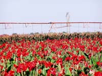 CenterPivotPhoto_005