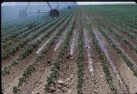 CenterPivotPhoto_019