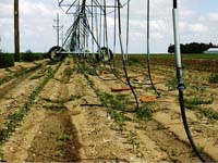 CenterPivotPhoto_043